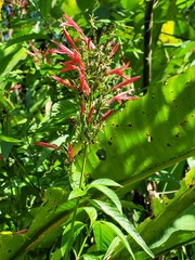 Dianthera secunda