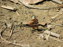 Anartia fatima colima