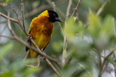 Ploceus melanocephalus