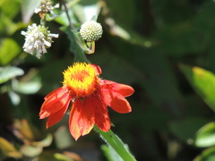 Adenophyllum squamosum