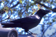 Corvus macrorhynchos
