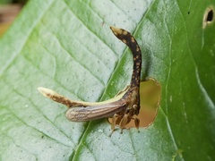 Falculifera