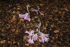 Colchicum hierosolymitanum