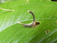 Falculifera