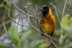 Ploceus melanocephalus