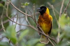 Ploceus melanocephalus