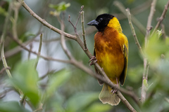 Ploceus melanocephalus