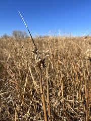Bolboschoenus maritimus
