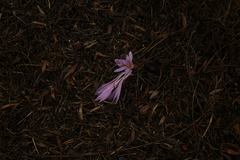 Colchicum hierosolymitanum