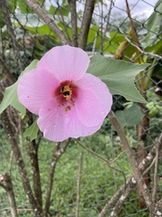 Hibiscus mutabilis