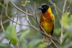 Ploceus melanocephalus