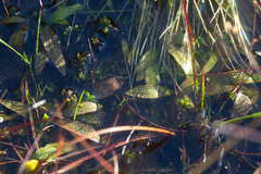 Potamogeton polygonifolius