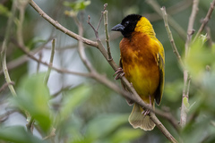 Ploceus melanocephalus