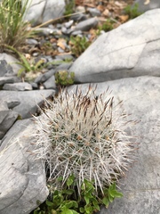 Rapicactus beguinii