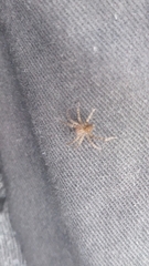 Asthenoctenus borellii