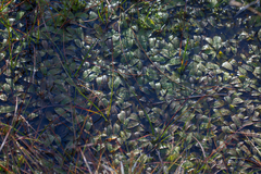 Potamogeton polygonifolius