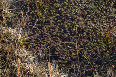 Potamogeton polygonifolius