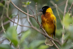 Ploceus melanocephalus