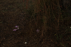 Colchicum hierosolymitanum