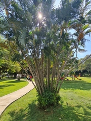 Arecaceae