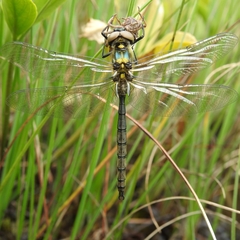 Somatochlora arctica