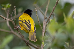 Ploceus melanocephalus