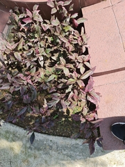 Alternanthera brasiliana