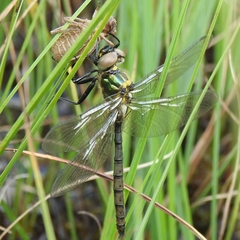 Somatochlora arctica