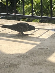 Columba livia domestica