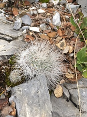 Rapicactus beguinii