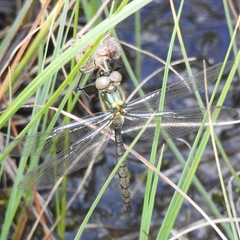 Somatochlora arctica