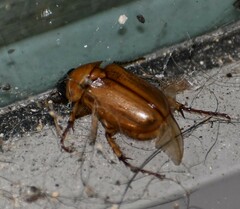 Cyclocephala