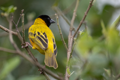 Ploceus melanocephalus