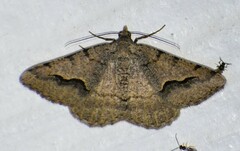 Frederickia s-signata