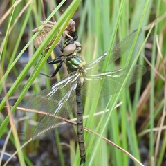 Somatochlora arctica