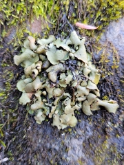 Dermatocarpon luridum