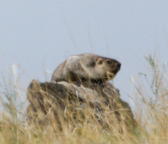 Marmota sibirica