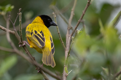 Ploceus melanocephalus