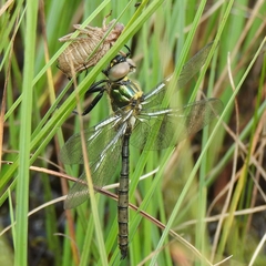 Somatochlora arctica