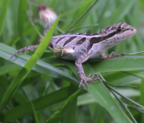 Two-lined Fathead Anole, Enyalius bilineatus