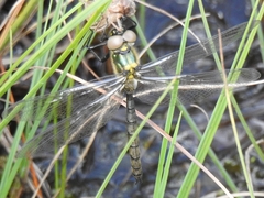 Somatochlora arctica