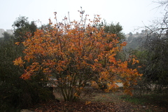 Pistacia terebinthus palaestina