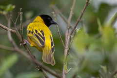 Ploceus melanocephalus