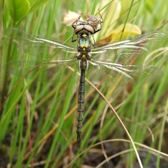Somatochlora arctica
