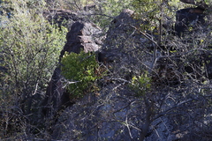 Phoradendron leucarpum