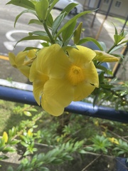 Allamanda cathartica