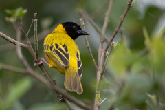 Ploceus melanocephalus