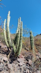 Stenocereus thurberi