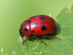 Gonioctena fornicata