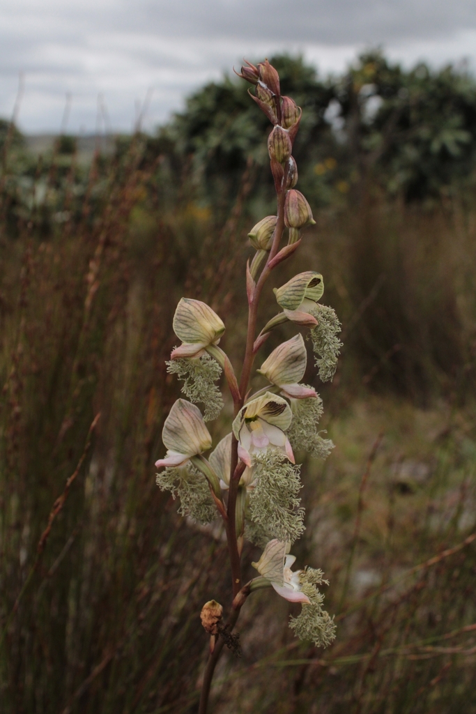 Blue Bonnet Disa in November 2022 by Matthew Moir · iNaturalist